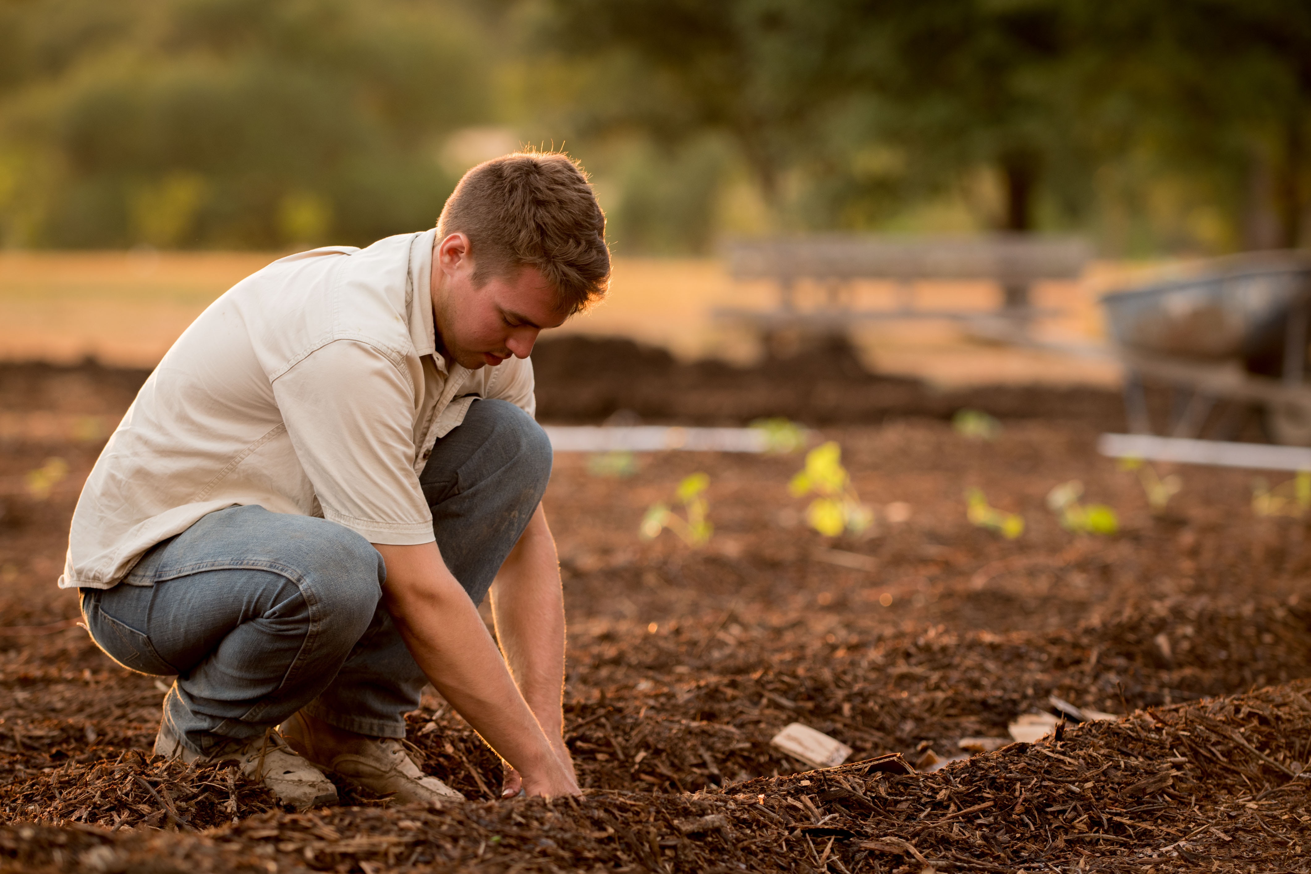 Парень посадил. Мужчина в огороде. Мужчина в саду. Man Gardening. Мужчина в огороде в деревне осенью.
