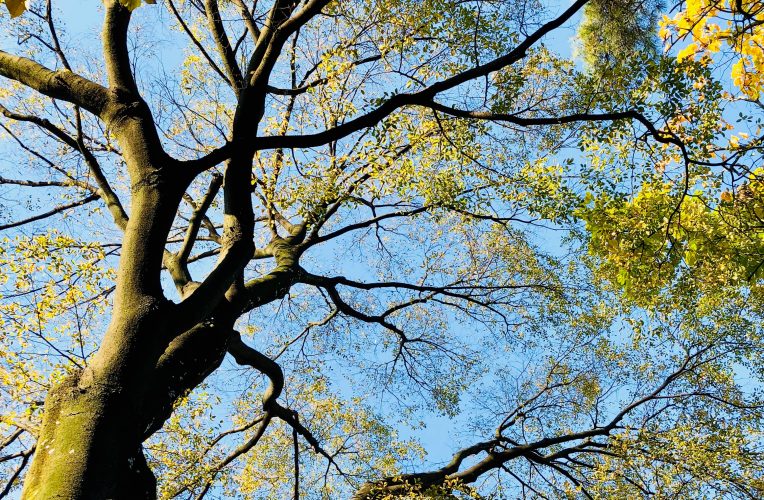Webinarium: Sieć Przyjaciół Drzew – jak możemy interweniować na rzecz drzew i wspierać się w tym temacie?