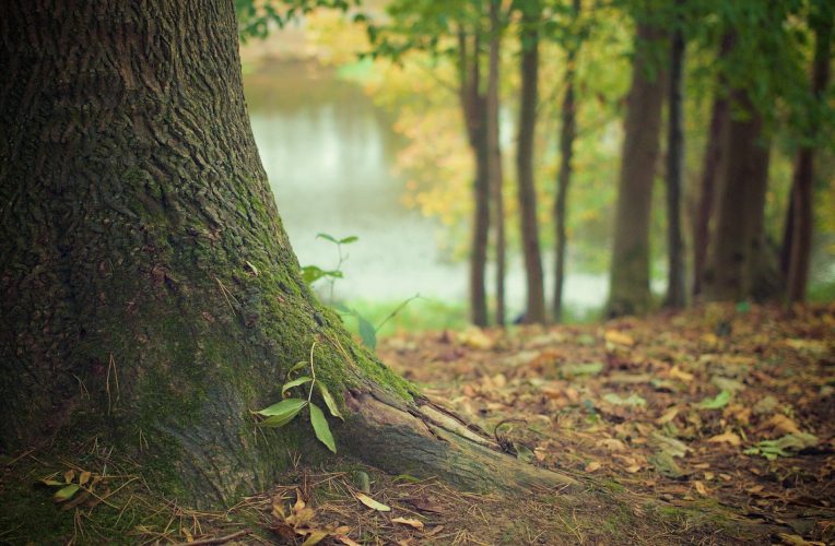 Skwer edukacyjny na radomskim Ustroniu