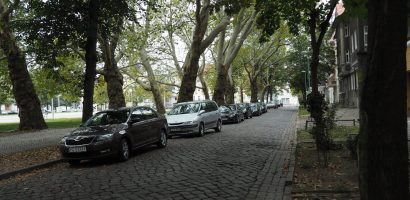 Reakcja Miasta na raport o drzewach