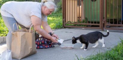 Pierwsza taka debata w Polsce. Elbląg odważnie o kotach wolno żyjących