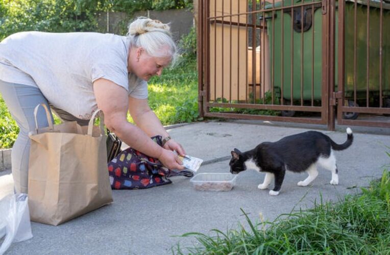 Pierwsza taka debata w Polsce. Elbląg odważnie o kotach wolno żyjących